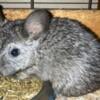 Baby chinchillas 4 months old