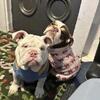 English bulldog Merle Female