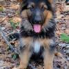 Long Coat AKC German Shepherd Puppies