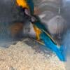 Two bonded pairs of macaws