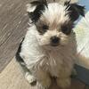 AKC parti yorkie puppies