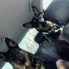 German shepherd stud dog