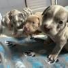 American Bully Puppies