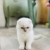 TiCA Registered Male Scottish Fold Kitten