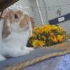 Broken Orange Holland Lop Buck