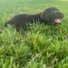 Beautiful AKC English dark chocolate Labrador Retriever puppy.