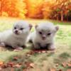 Munchkin kittens 