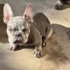 Rehoming French Bulldog