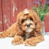 Cute and Cuddly Cavapoo Puppies