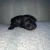 Chinese crested powerpuff male  A pick up date July 2 