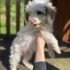 AKC 12 weeks old Poodle puppy(male)