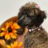 CKC Toy and Miniature Poodle Puppies