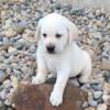 AKC Labrador Retriever Puppies Born 