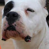 Dogo Argentino puppies 