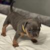 Blue Standard Tri pocket bullies,