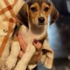 Beagle Puppies - Tan & White, Tri-Color