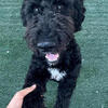6 month old Curly Labradoodle Puppy