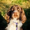 Free to good home - Springer Spaniel - amazing with everything