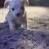 Morkie poo puppies 650