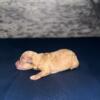 AKC Toy poodle puppies
