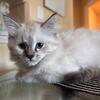 Persian Kittens 
