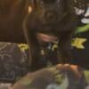 Cane Corso Female for Sale