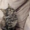 Maine Coon Kittens