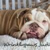 AKC English Bulldog girl