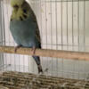 English budgies available