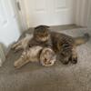 Meet Sugar and Oreo - Your Perfect Scottish Fold Companions!