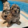 Mini Goldendoodle puppies