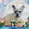 French Bulldog Puppy