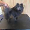 *STUD* not for sale Blue Pomeranian Stud