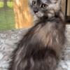 Gorgeous registered female maine coon kitten for sale!