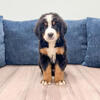 Ivan - Bernese Mountain Dog
