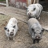 Very friendly pigs! FREE