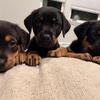 Rottweiler/German Shepherd Mix