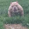 American Bully Female