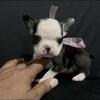 HUSKY FRENCHIES 