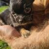 Longhair Male Chihuahua Puppies