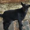 ADGA registered  Nigerian dwarf doe and doeling