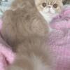 Oceanpurrls exotic and  long hair Persians. Kittens due March