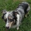 Australian shepherd
