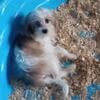 One blue eye, beautiful maltipoo female 