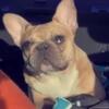 Adult female French bulldog