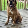 Apollo bloodhound/mastiff mix free to good home