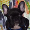 French bulldog puppies looking for new homes