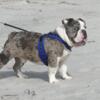 English Bulldog -Blue Tri-Merle Stud Proven(Matrix First Son)