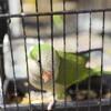 Quaker parrot