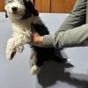 Toy Aussiedoodle 
